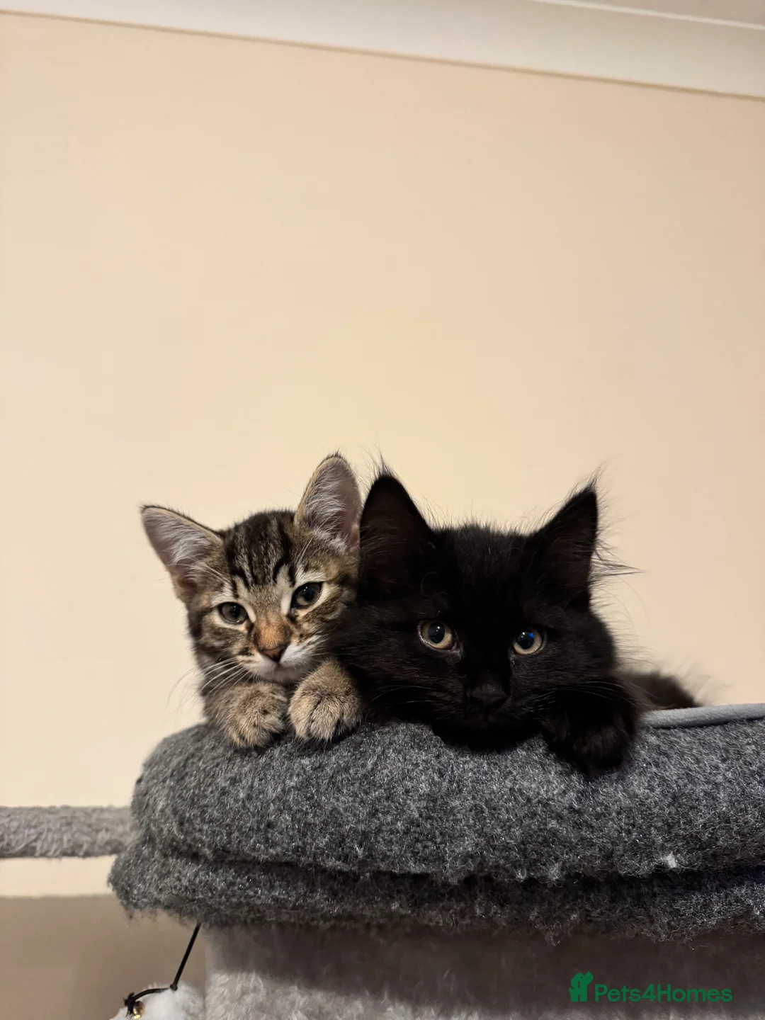 Mixed Breed cats for sale: 4 lovely kittens 🐈‍⬛ for sale - Advert 1