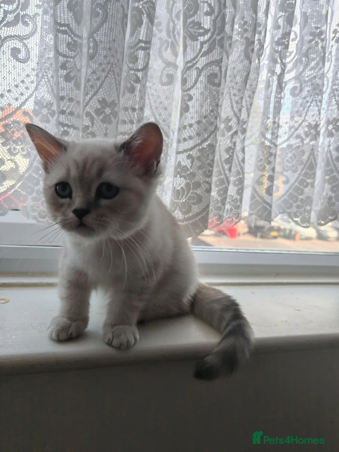 British Shorthair cats for sale: Beautiful BSH Kitten in London - Advert 1