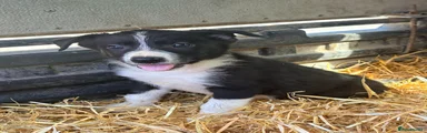 Border Collie 2