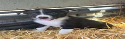 Border Collie dogs for sale: 7 beautiful border collie pups  in Newtown - Advert 3