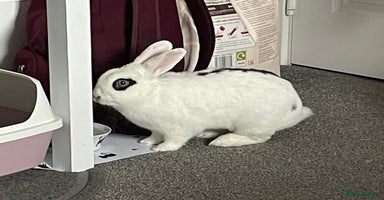 Mixed Breed rabbits - Advert 5