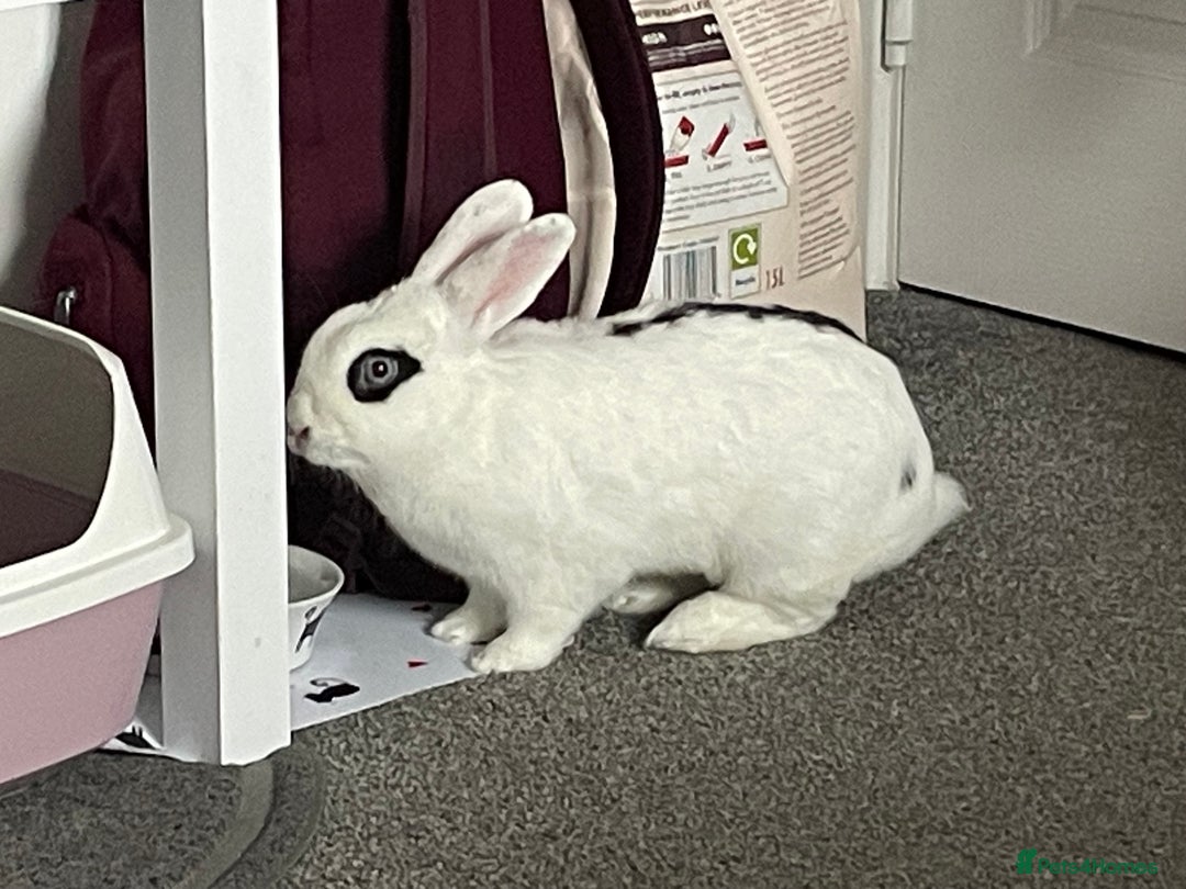 Mixed Breed rabbits for sale: White and Black Female Rabbit for adoption! FREE! - Image 2