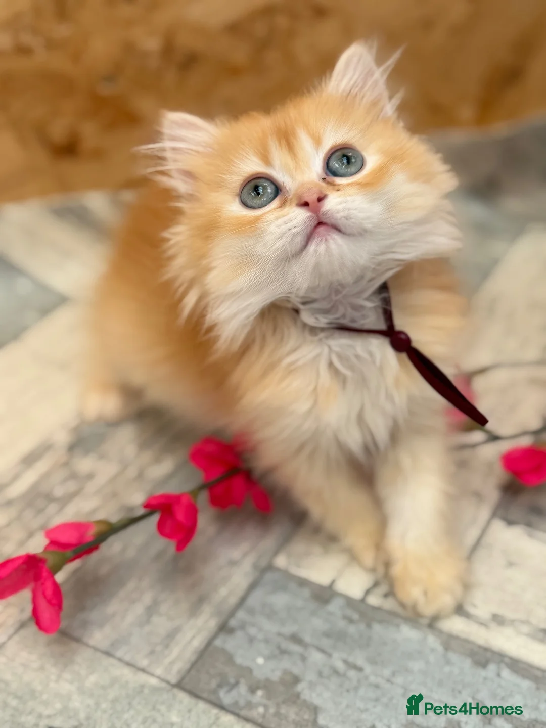 British Shorthair cats for sale: British shorthair/longhair golden kittens  - Advert 2