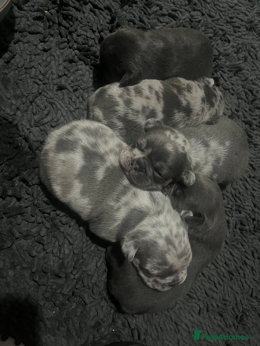 French Bulldog dogs for sale: Lilac Merle 🤍 - Image 8