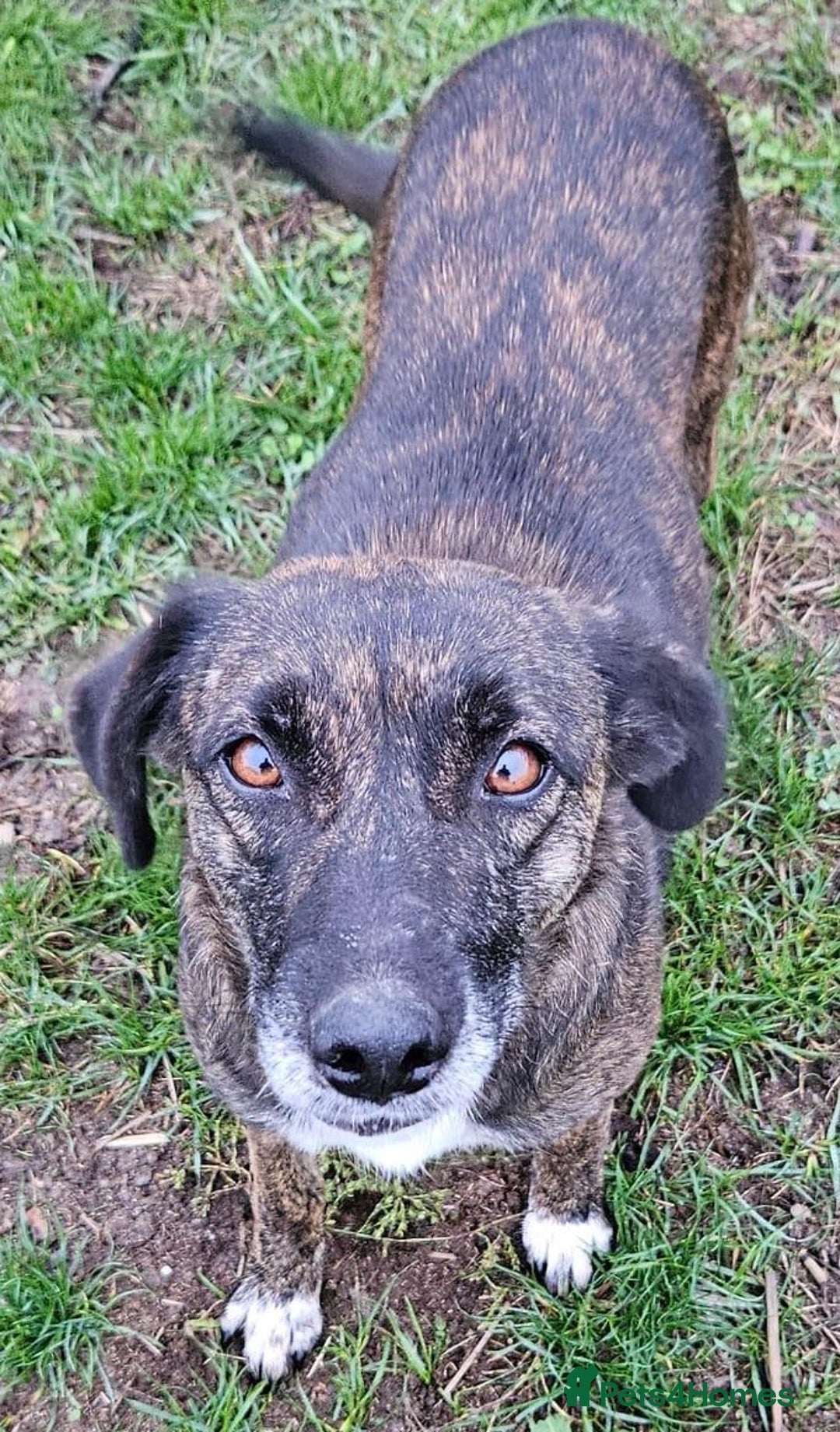 Mixed Breed dogs for adoption: LOLA – Gentle Soul, Bright Eyes & Pure Devotion🤍 - Advert 6