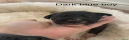 Lurcher dogs for sale: Beautiful Lurcher Puppies for Sale - Advert 12