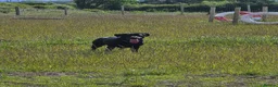 Labrador Retriever dogs for sale: Black labrador  - Advert 5