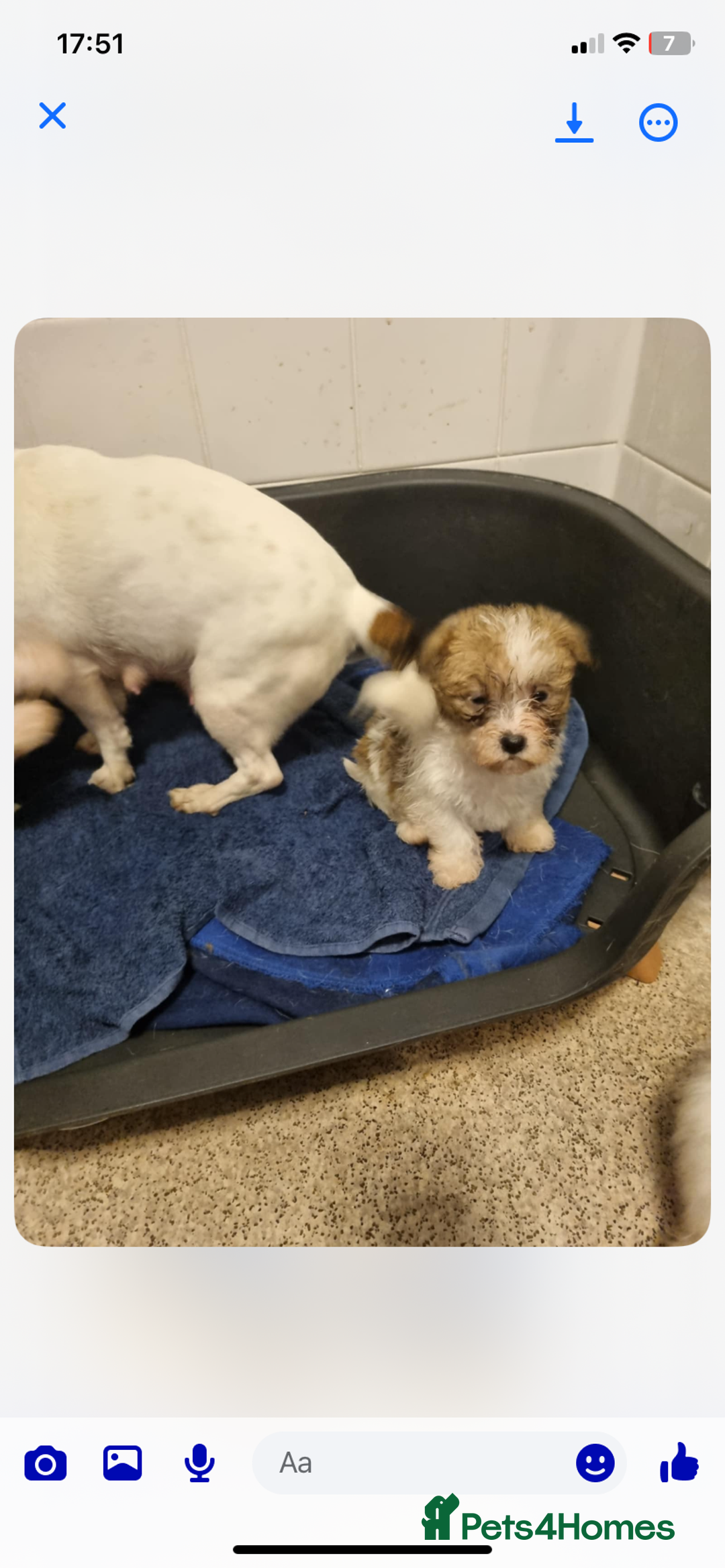 Mixed Breed dogs for sale: Mini Jack Russel x maltese - Advert 2