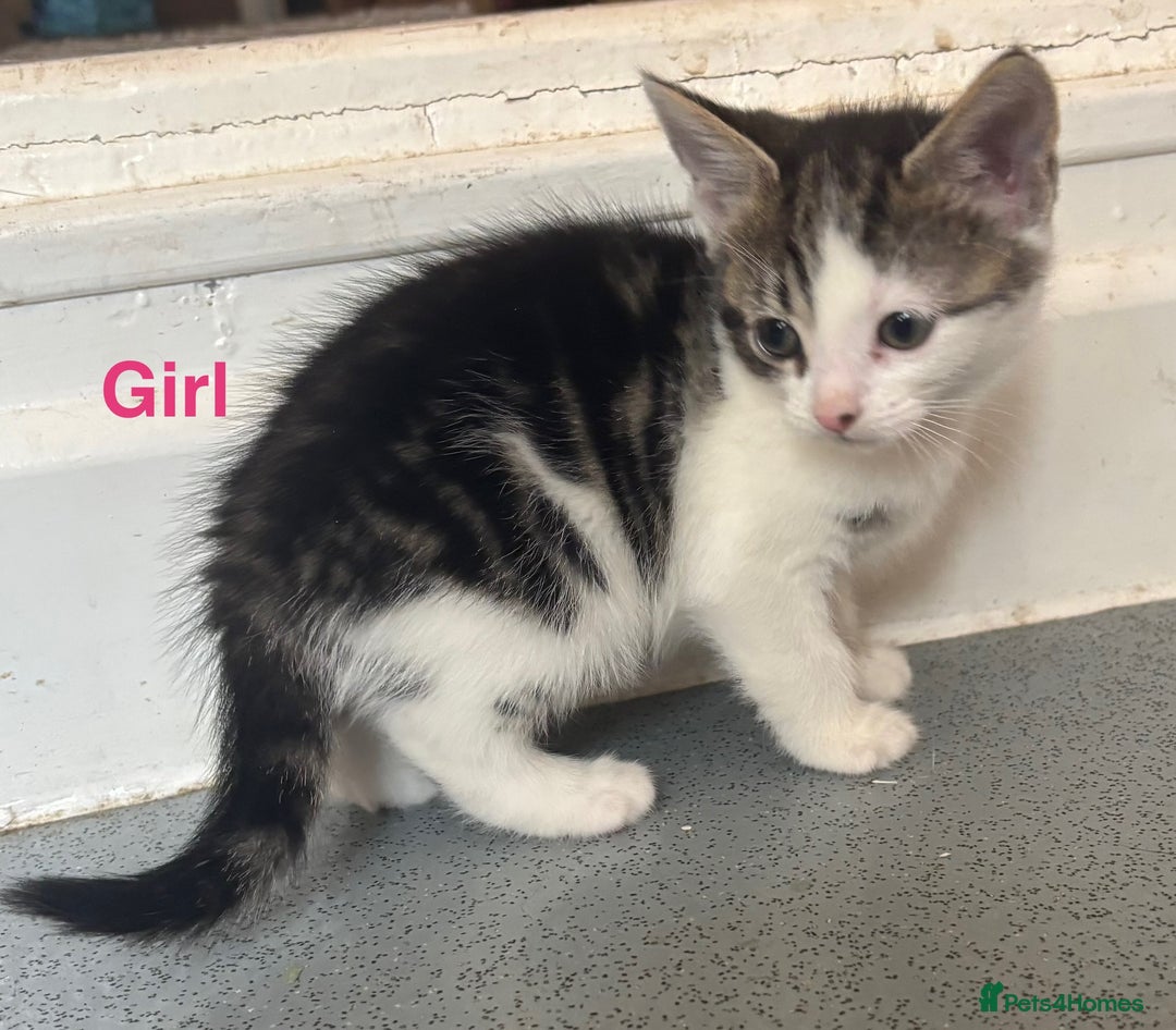 Mixed Breed cats for sale: Beautiful kittens  - Image 5
