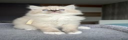 Ragdoll cats for sale: GCCF Ragdoll kittens for sale - Advert 31