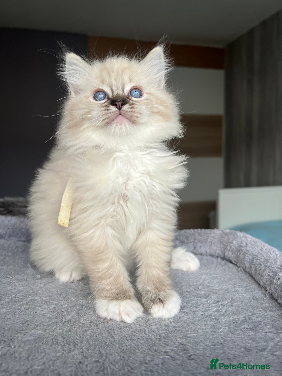 Ragdoll cats for sale: GCCF Ragdoll kittens for sale - Advert 31