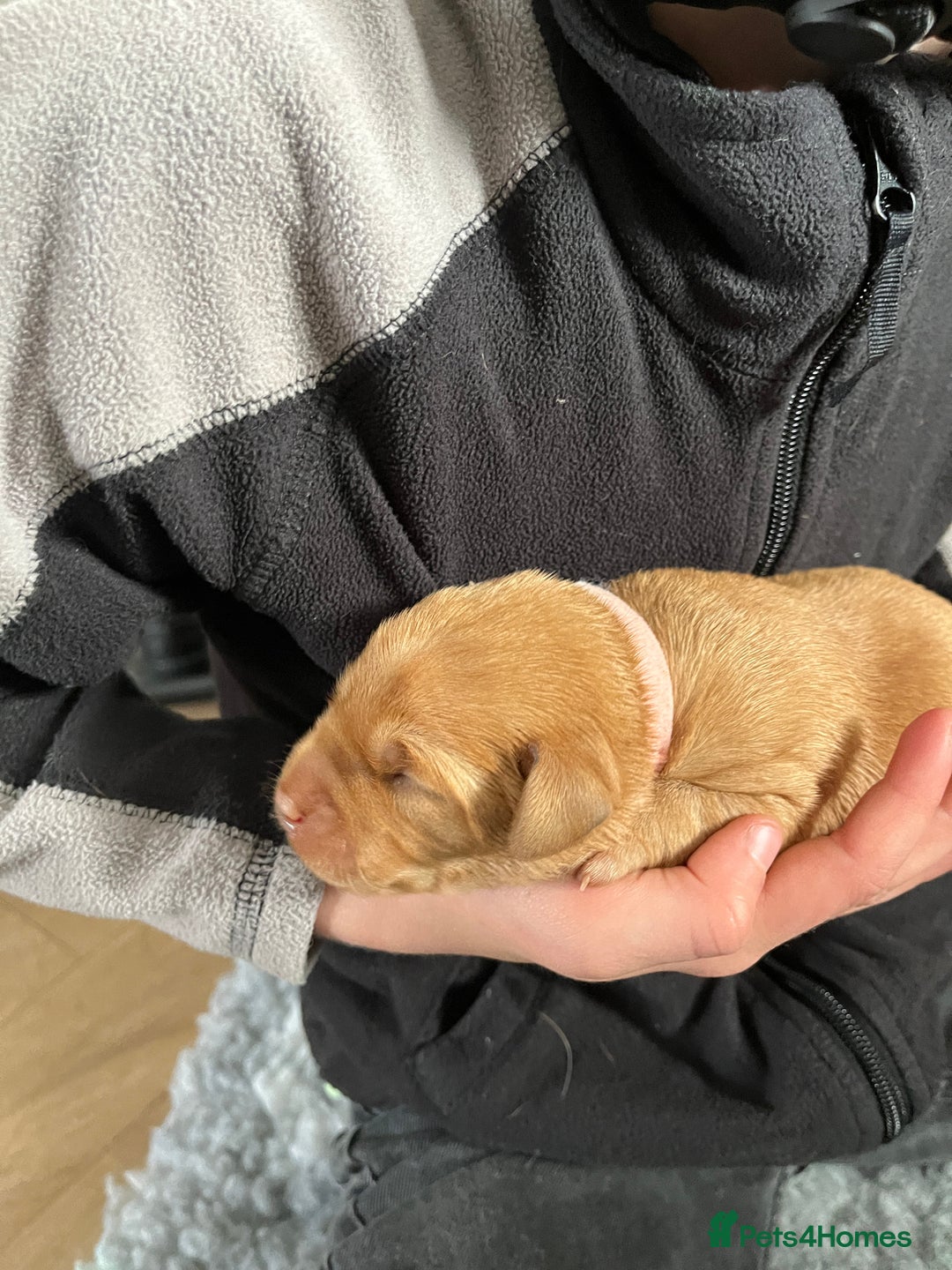 Labrador Retriever dogs for sale: KC Registered Fox red Labradors - Image 9