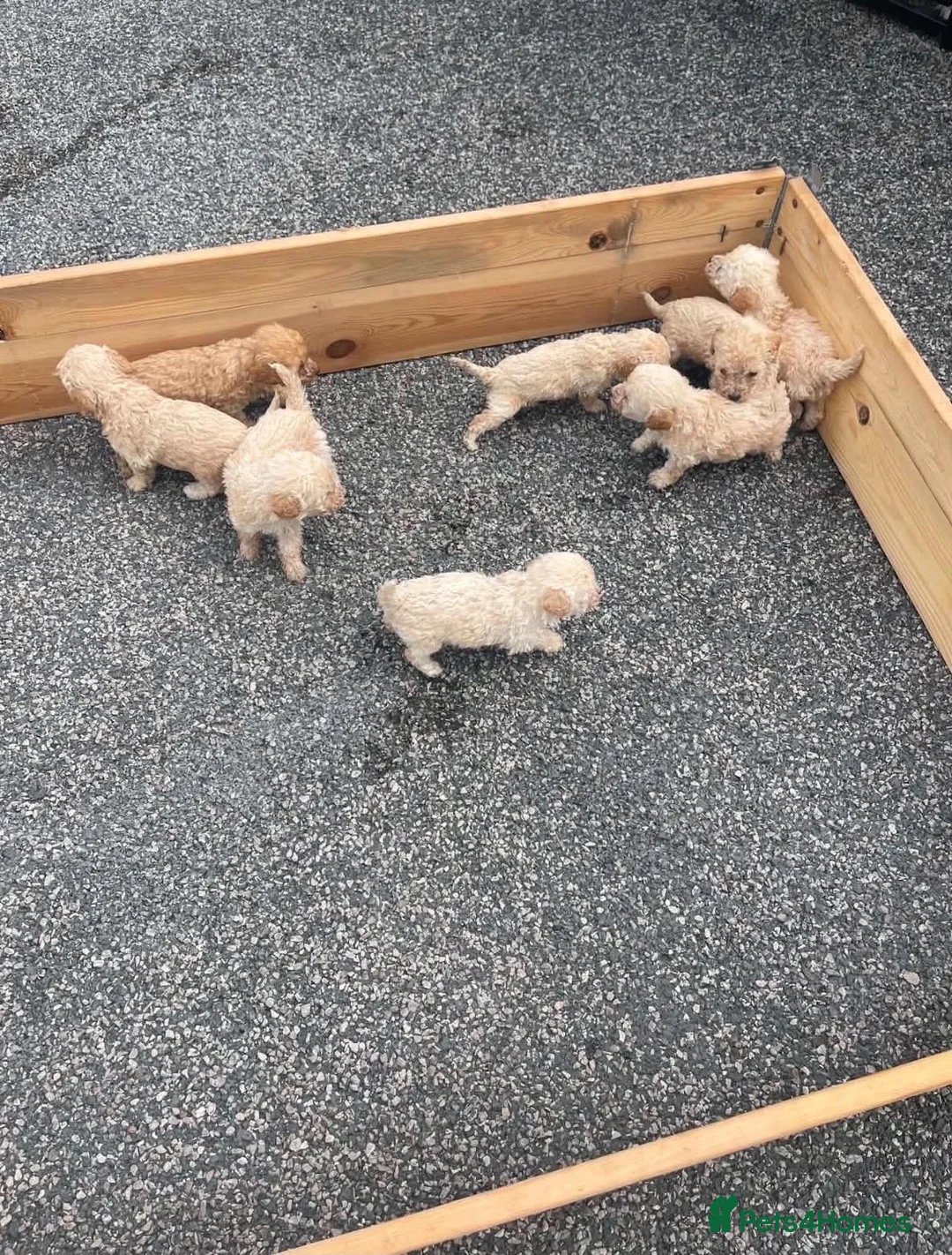 Poochon dogs for sale: Poochon puppy’s for sale  in Leeds - Advert 2