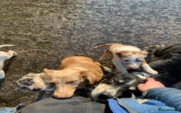 Border Collie dogs for sale: Blue/Red Merle Border Collie Puppies - Advert 7