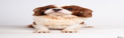 Cavalier King Charles Spaniel dogs for stud: EXCEPTIONAL KC REG HEALTH TESTED IMPORTED CAV STUD - Advert 6