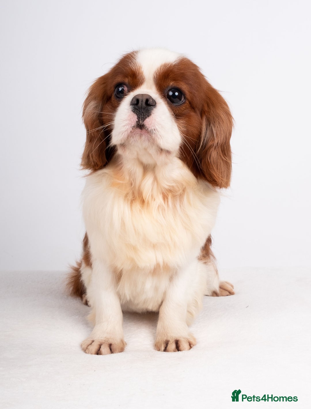 Cavalier King Charles Spaniel dogs for stud: EXCEPTIONAL KC REG HEALTH TESTED IMPORTED CAV STUD - Advert 6