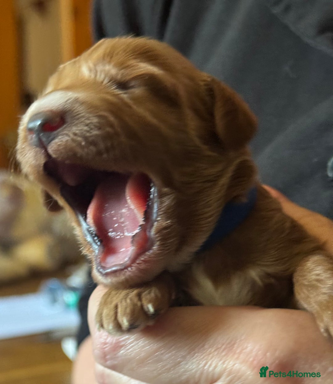 Australian Labradoodle dogs for sale: 100% Pure bred Australian Labradoodle - Advert 16