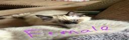 Ragdoll cats for sale: 4 pure Ragdoll kittens✨FREE ESSENTIAL STARTER PACK - Advert 10
