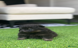 Pomeranian dogs for sale: Pomeranians - Image 3