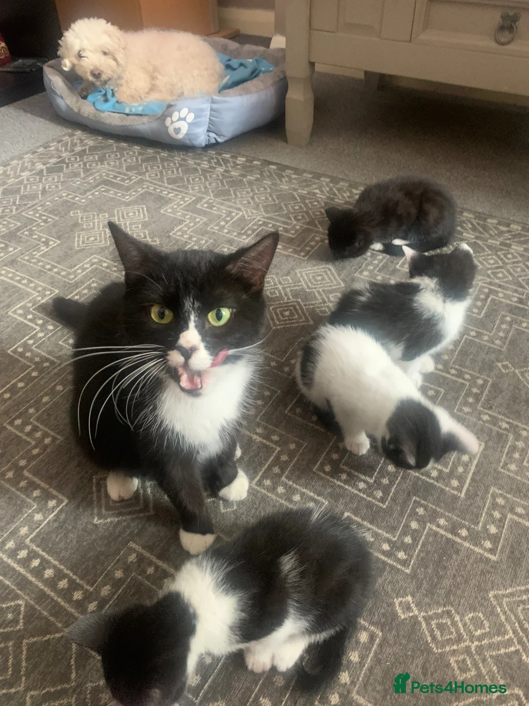 British Shorthair cats for sale: Black & white kittys - Advert 5