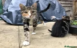 Mixed Breed cats for sale: 2 LEFT: Beautiful kittens in need of good homes - Image 11