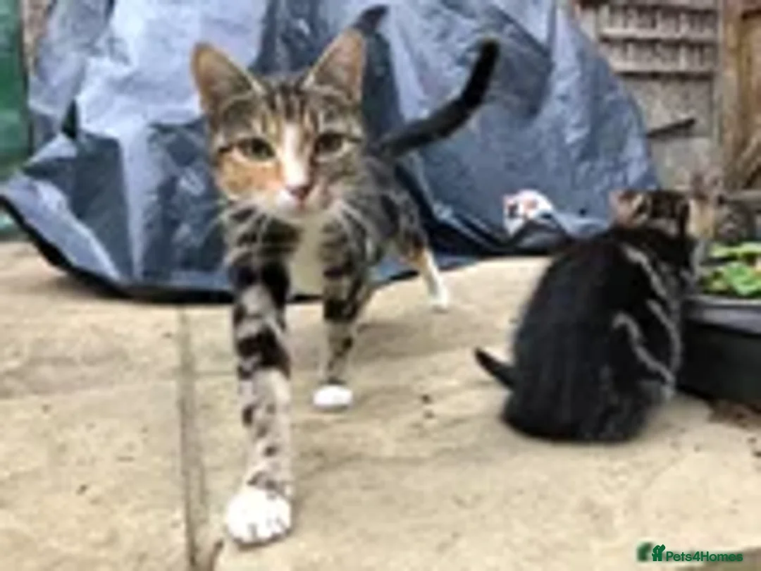 Mixed Breed cats for sale: 2 LEFT: Beautiful kittens in need of good homes - Image 11