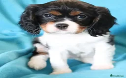 Cavalier King Charles Spaniel dogs for stud: Fully health tested Black and Tan stud.  in Wrexham - Image 17