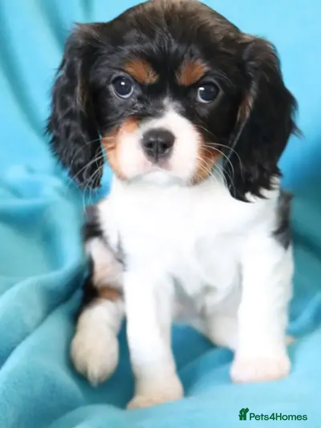 Cavalier King Charles Spaniel dogs for stud: Fully health tested Black and Tan stud.  in Wrexham - Advert 17