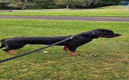 Rottweiler dogs for sale: Nico age 1 rottweiler  - Image 1