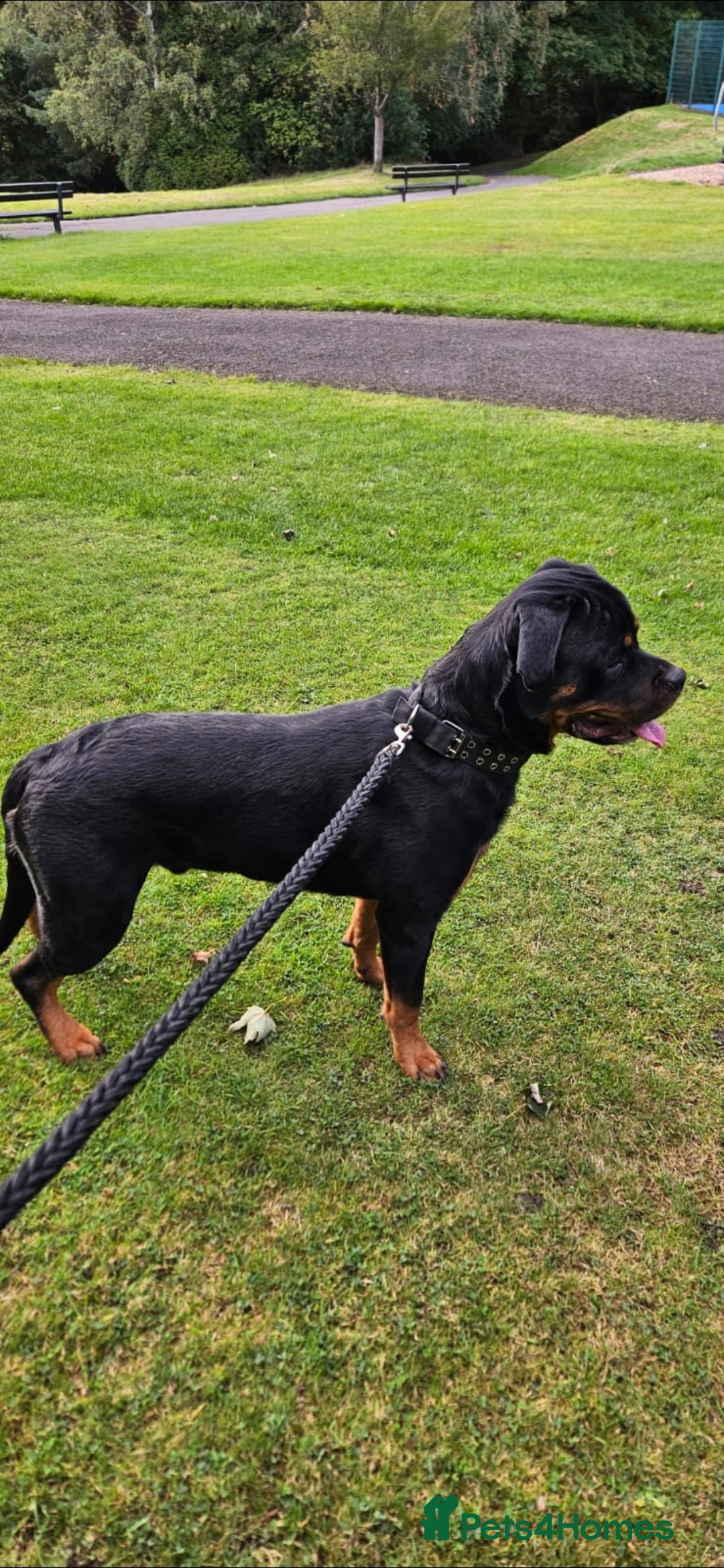 Rottweiler dogs for sale: Nico age 1 rottweiler  - Image 1