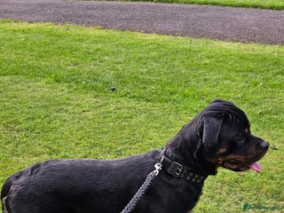 Rottweiler dogs - Advert 18