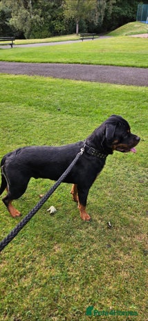 Rottweiler dogs - Advert 3