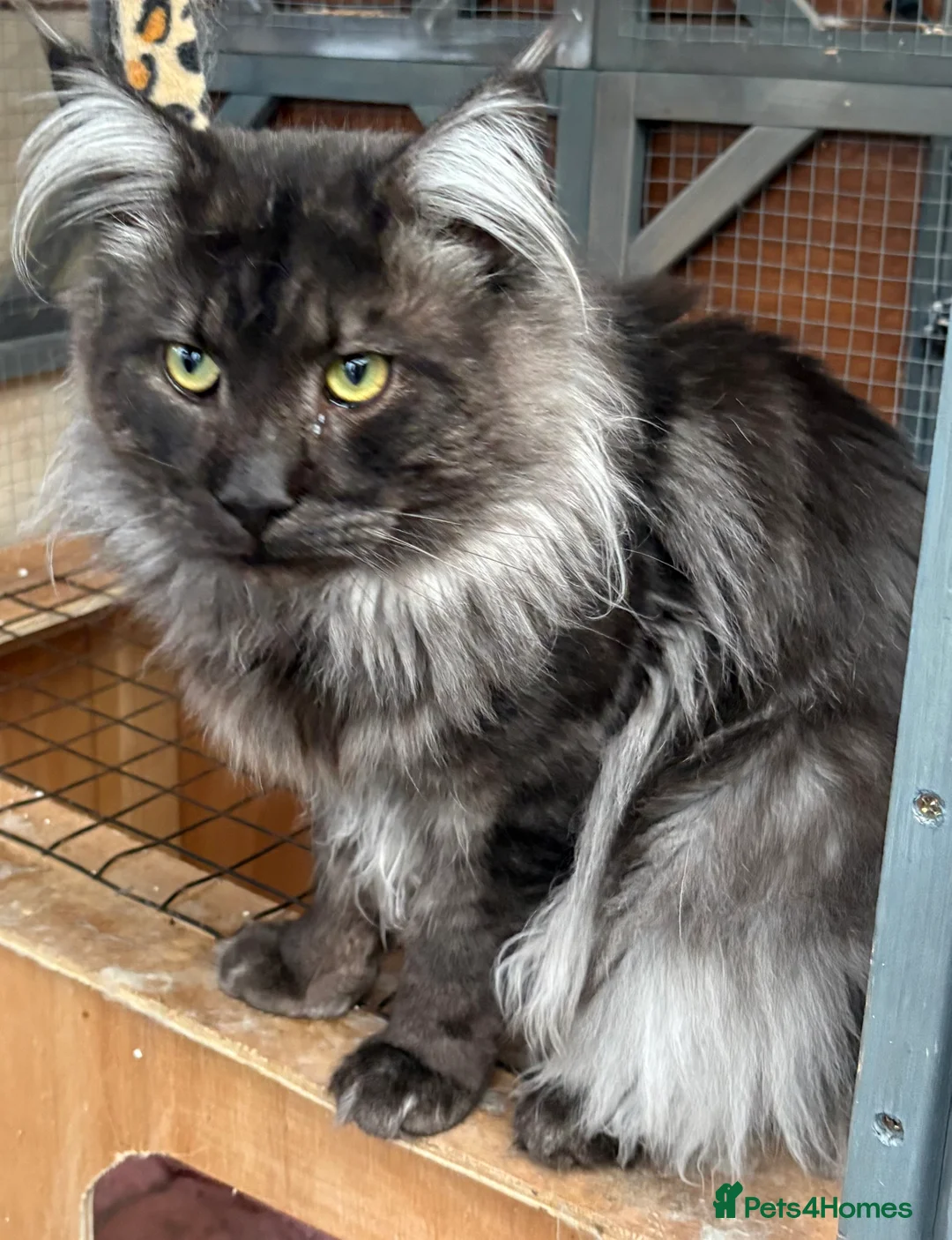 Maine Coon cats for sale:  Stunning Maincoon boy black/smoke - Advert 2