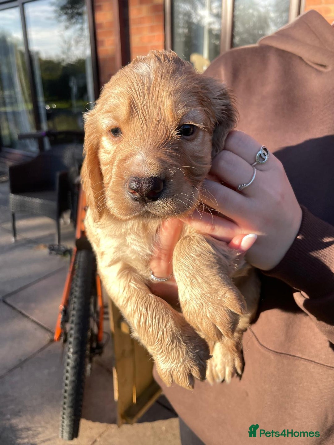 Cocker Spaniel dogs for sale: KC registered cocker spaniel pups for sale  - Image 8
