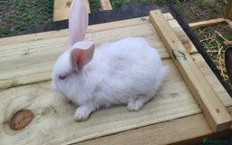 Continental Giant rabbits for sale: Continental giant kits  - Image 1