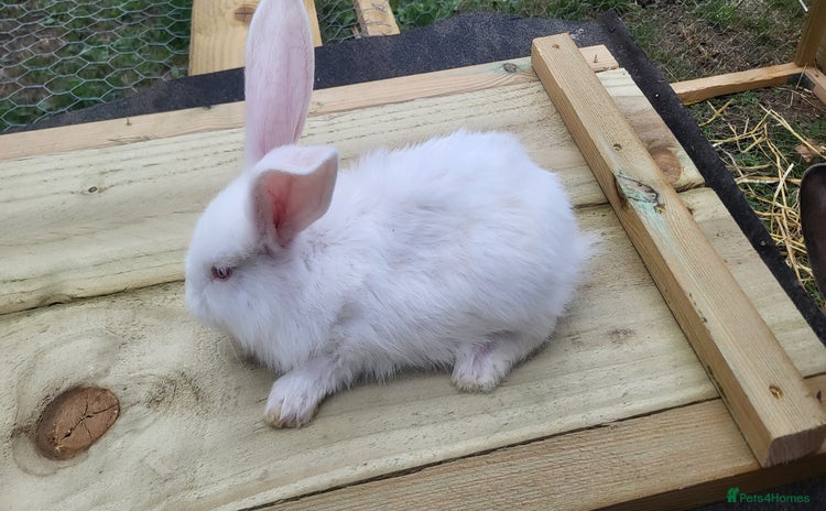 Continental Giant rabbits - Advert 4