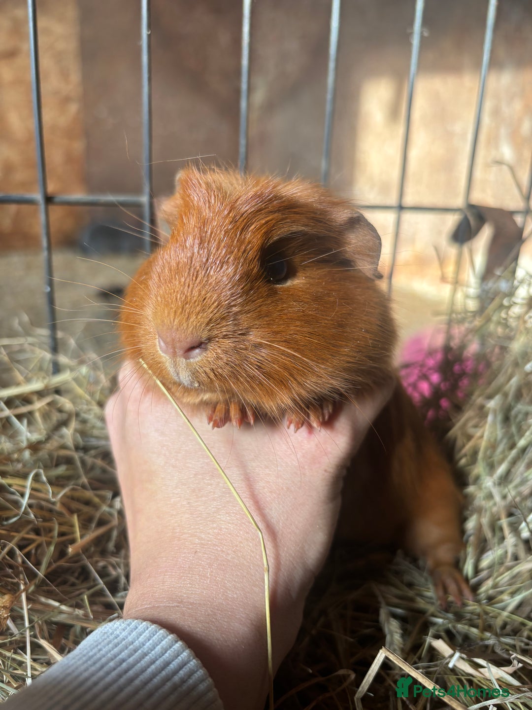 Guinea Pig rodents for sale: Beautiful Young GuineaPigs  - Image 7