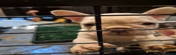 French Bulldog dogs for sale: Top Quality French Bulldog pups- ready now! - Advert 4