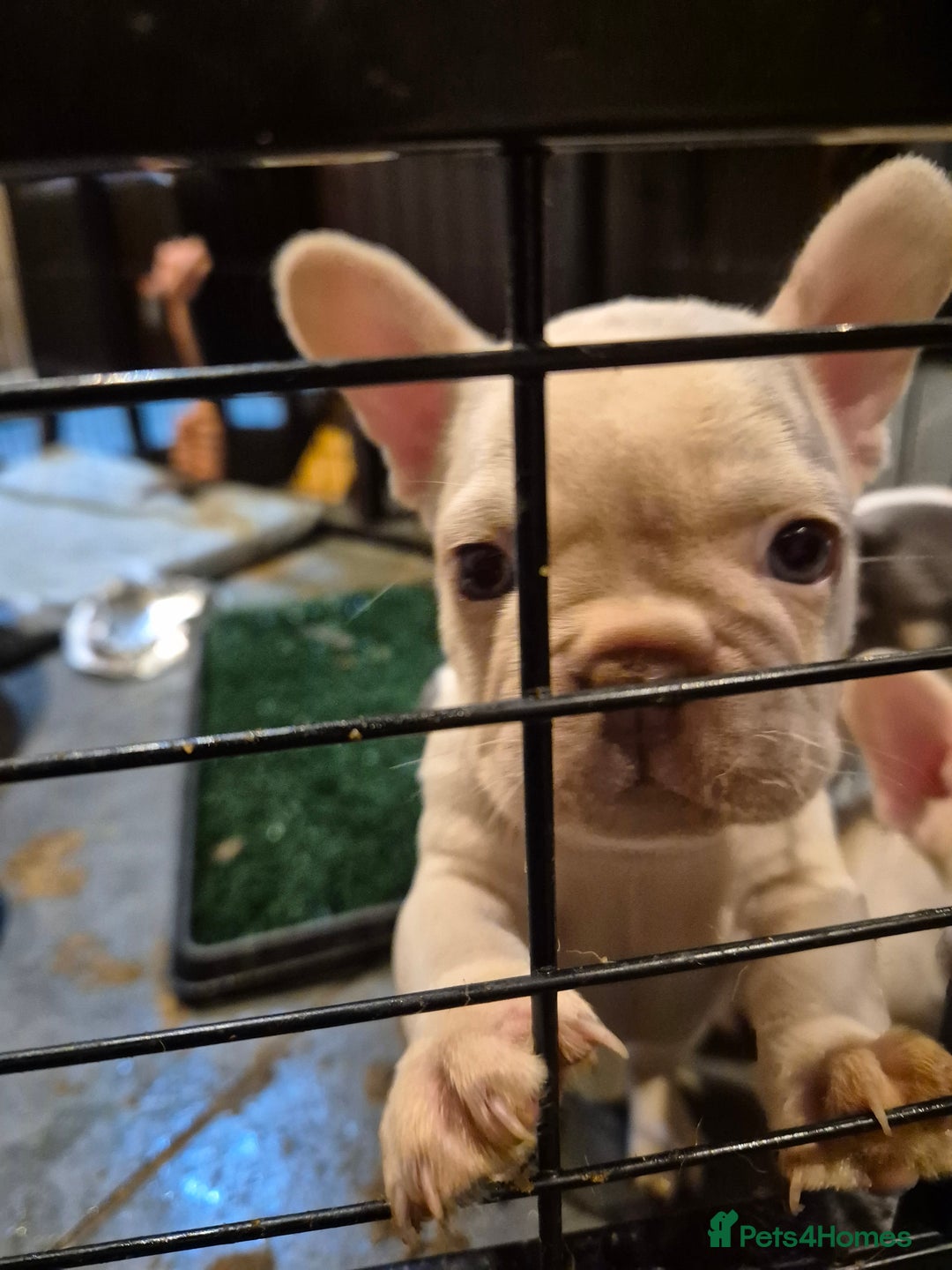 French Bulldog dogs for sale: Top Quality French Bulldog pups- ready now! - Advert 4