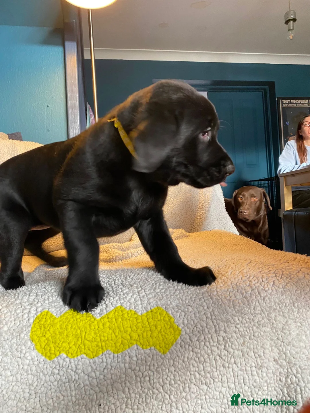 Mixed Breed dogs for sale: Labrador pups ready now  - Advert 12