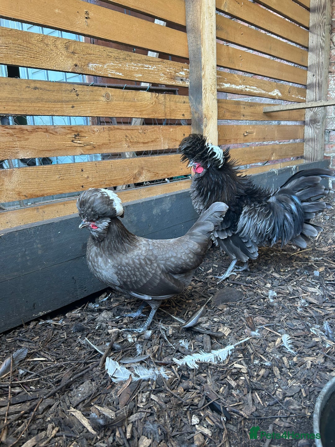 Chickens poultry for sale: Polish bantams - Image 1