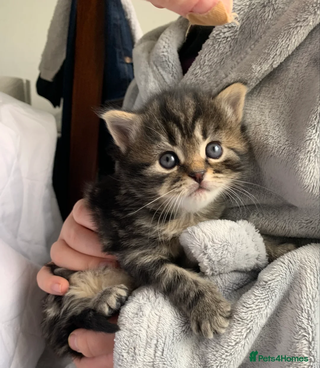 Turkish Angora cats for sale: 5 Turkish Angora kittens - 3 Girls/2 boys - Advert 12