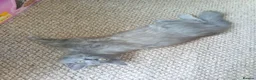Persian cats for sale: Fluffy Persian Gray kittens looking for their home - Advert 4