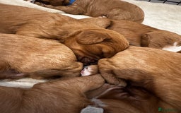 Cavapoo dogs for sale: Red Cavapoo Puppies 4 males 1 female Left - Image 17