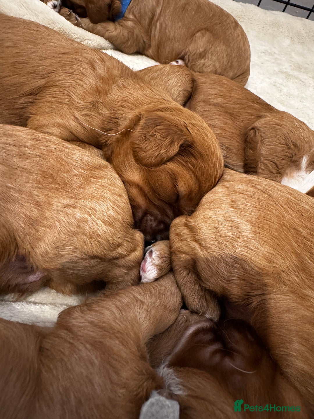 Cavapoo dogs for sale: Red Cavapoo Puppies 4 males 1 female Left - Image 17