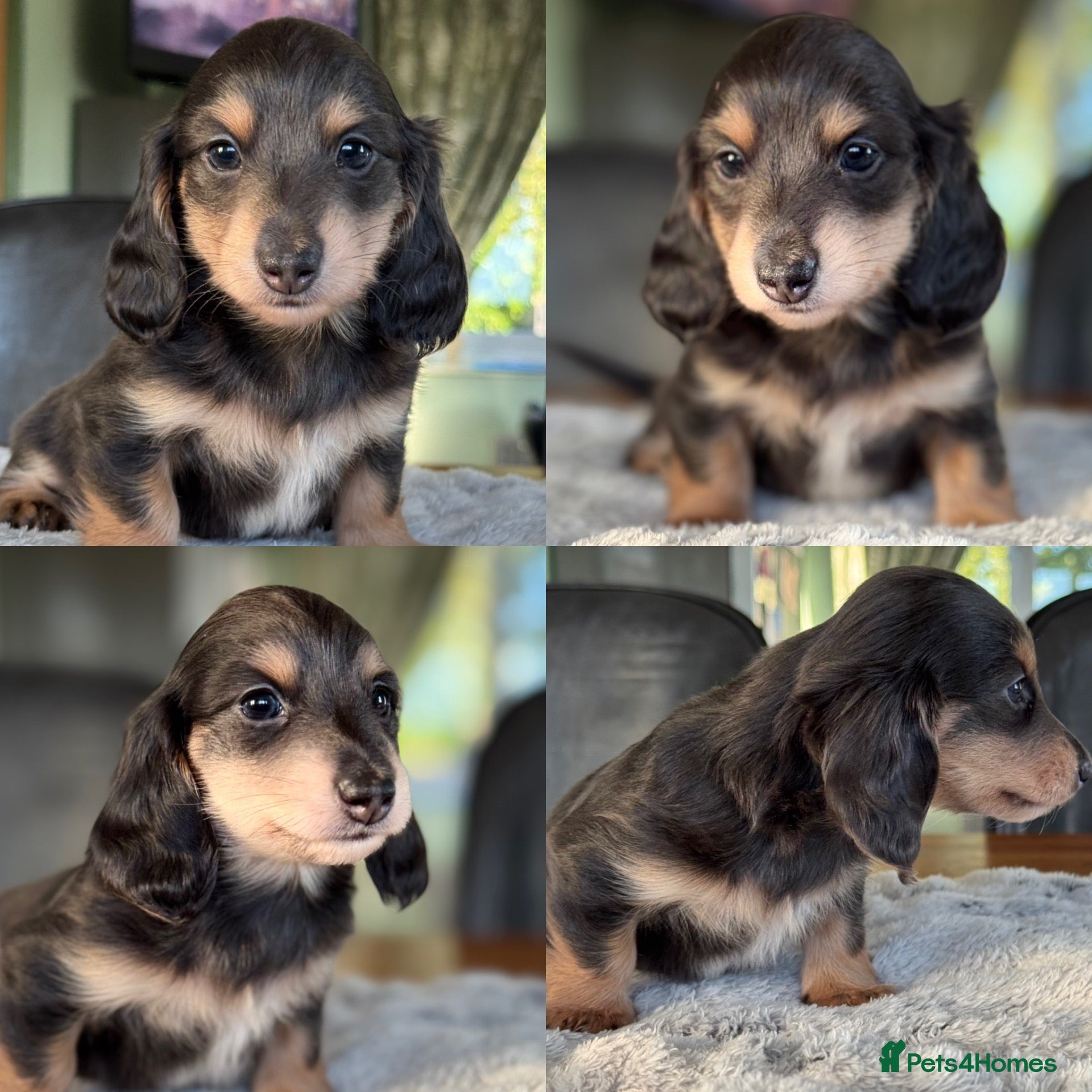 Miniature Dachshund dogs Blue&Cream Piebald Long Haired Miniature Dachshund - Advert 15