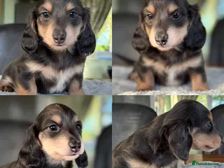 Miniature Dachshund dogs Blue&Cream Piebald Long Haired Miniature Dachshund - Advert 1