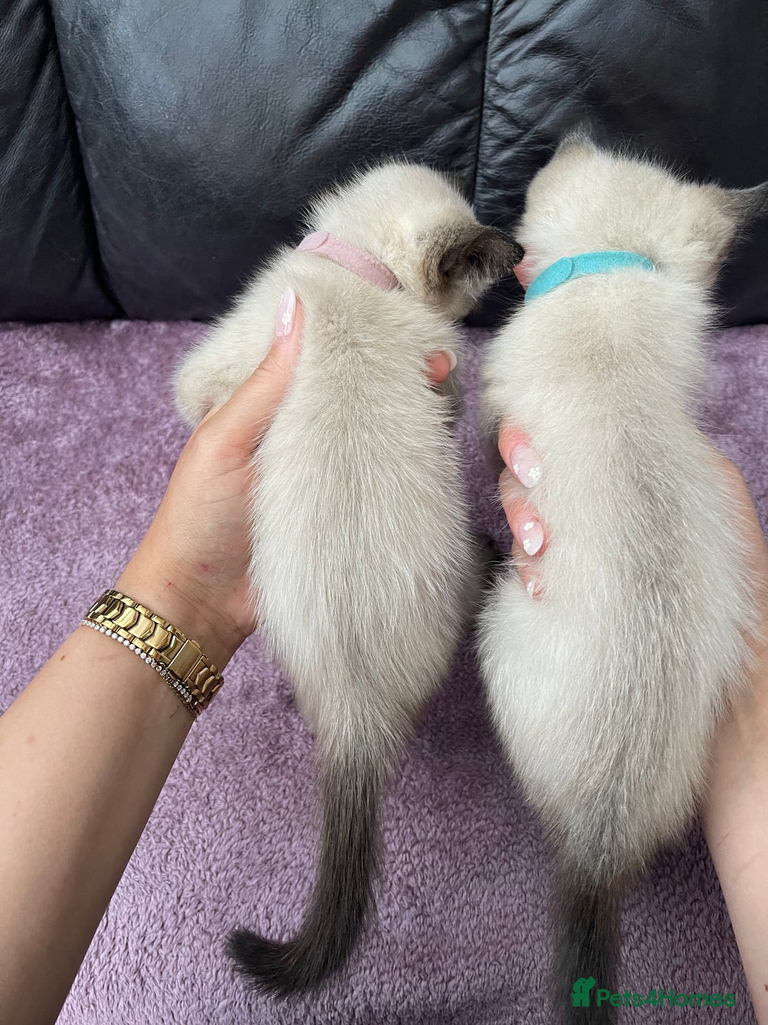 Ragdoll cats for sale: Boy and girl  - Image 10