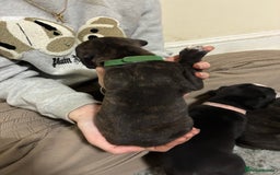 Mixed Breed dogs for sale: Staffordshire bull terrier  - Image 12