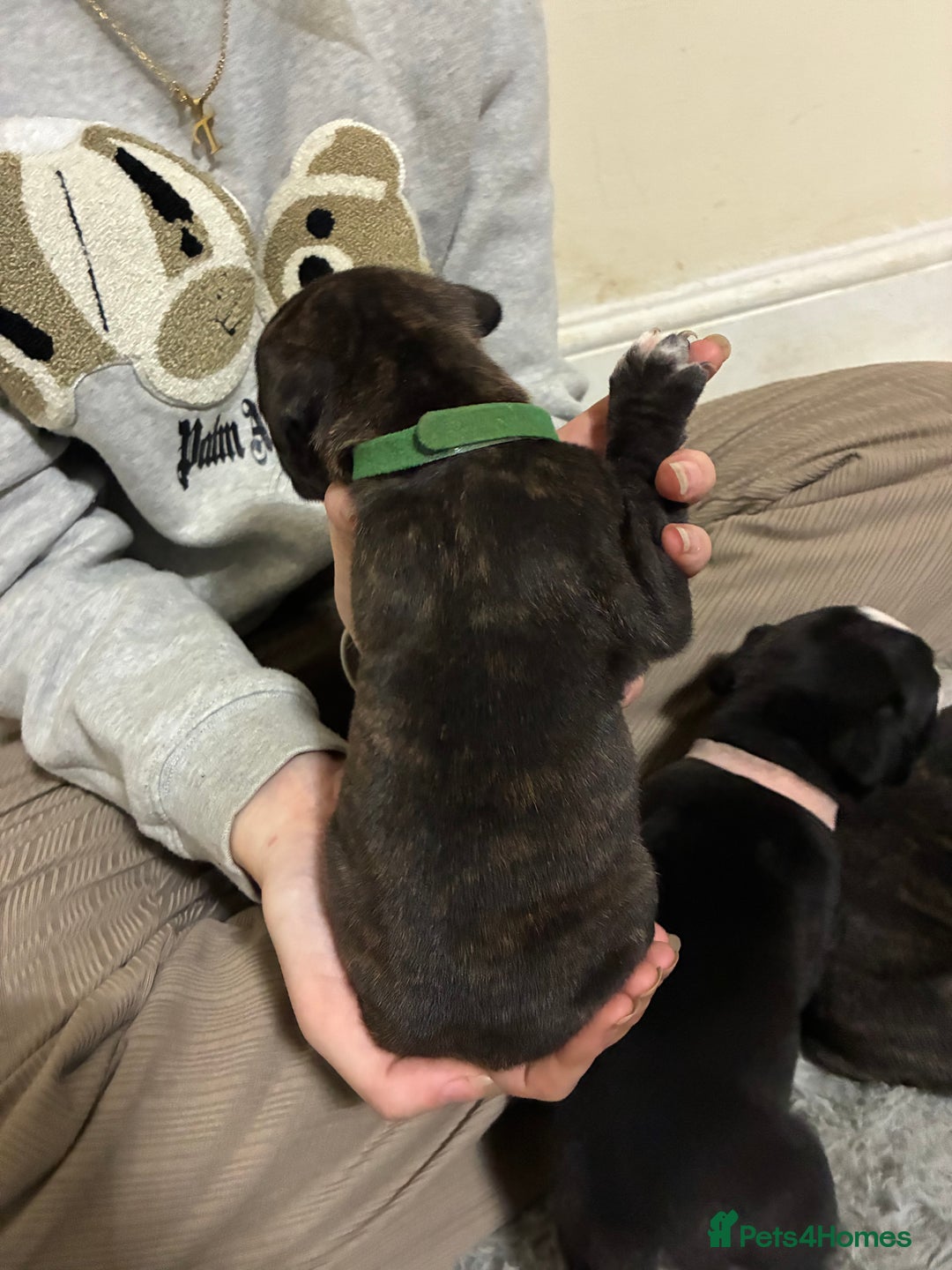 Mixed Breed dogs for sale: Staffordshire bull terrier  - Image 12